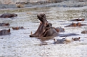 Serengeti Fldhest01a